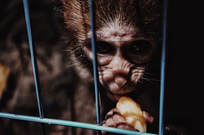 Close-up of monkey eating in cage