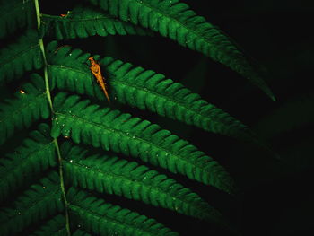 Close-up of insect on leaves