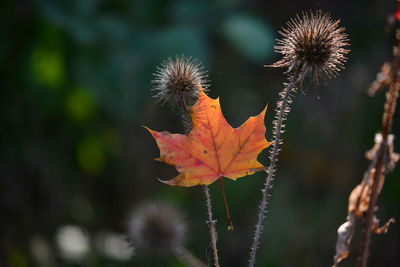 Close-up of autumn leaf against blurred background