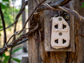 Close-up of padlock on tree trunk