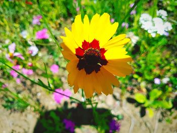 Close-up of insect on yellow flower