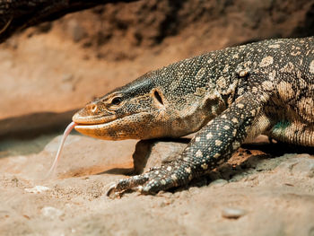 Close-up of lizard on rock