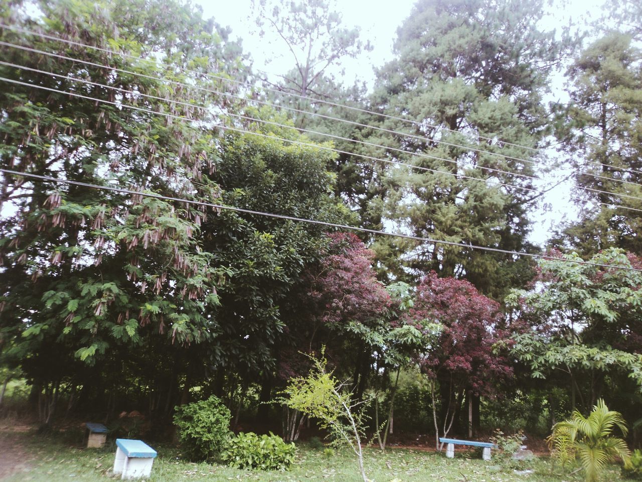 tree, growth, flower, nature, park - man made space, branch, beauty in nature, freshness, green color, day, sunlight, sky, low angle view, plant, outdoors, tree trunk, tranquility, built structure, blossom, incidental people