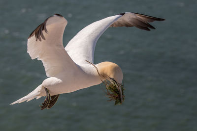 Bird flying over sea