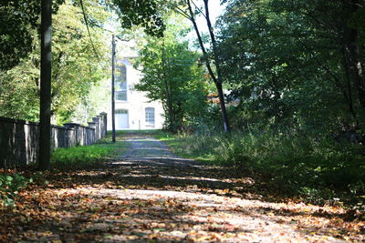 Trees in park