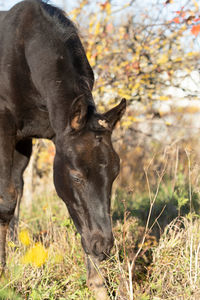 Close-up of horse on field