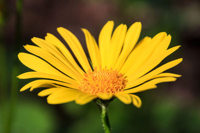 Close-up of yellow flower