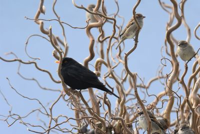 Low angle view of a blackbird perching on branch