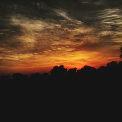 Silhouette of trees at sunset