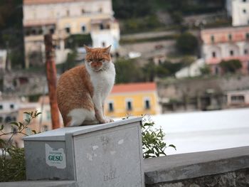 Cat sitting outdoors