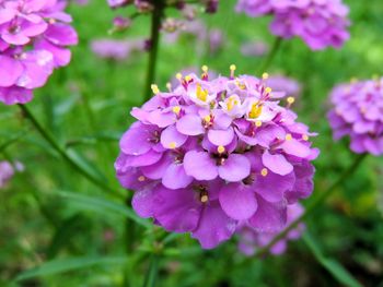 Close-up of pink flowering plant in park