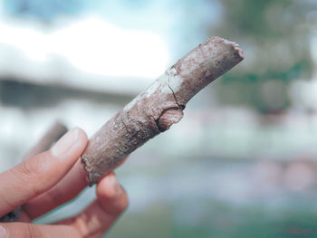 Close-up of hand holding leaf