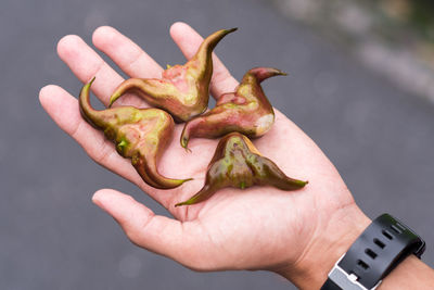 Close-up of hand holding meat