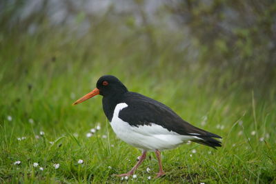 Close-up of a bird on grass