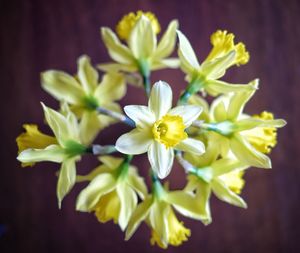 Close-up of yellow flowers blooming outdoors