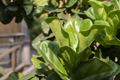 Close-up of fresh green leaves