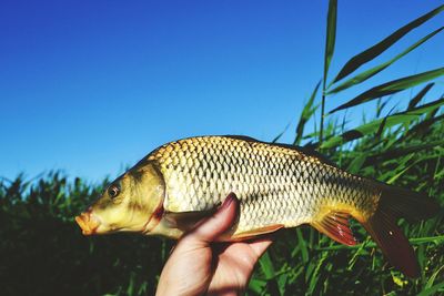 Cropped image of hand holding dead fish by plants against clear blue sky