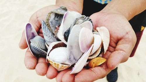 Close-up of man holding seashells on beach