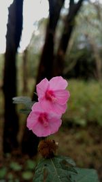Close-up of pink flower blooming outdoors