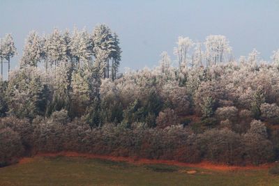 Scenic view of trees in forest against sky