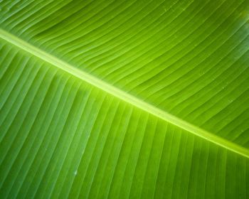 Full frame shot of palm leaf