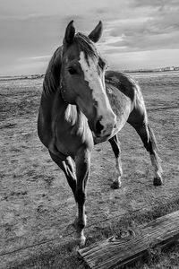 Horse standing in ranch