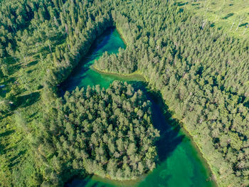 High angle view of trees in forest