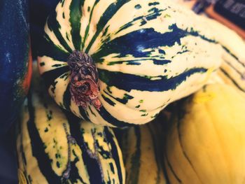 Close-up of butterfly on flower