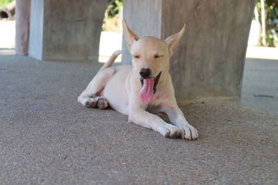 Portrait of a dog on footpath