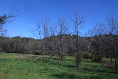 Bare trees on field against clear sky