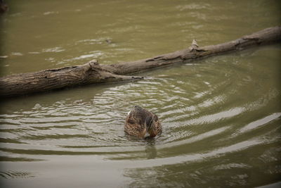 High angle view of turtle swimming in lake