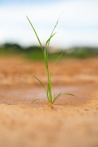 Close-up of plant on field