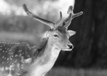 Close-up of deer