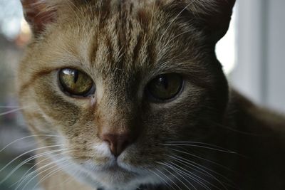 Close-up portrait of cat