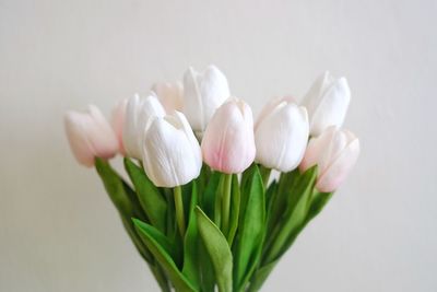 Close-up of white tulips