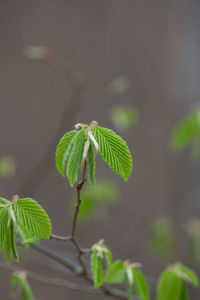 Close-up of plant