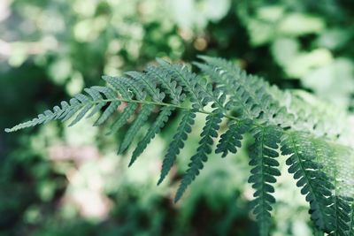 Summer fern