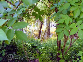 Close-up of leaves growing on tree in forest