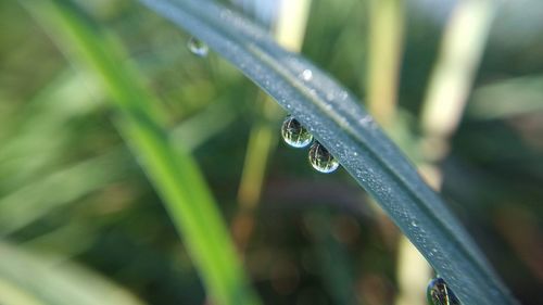 Close-up of water drops on blade of grass