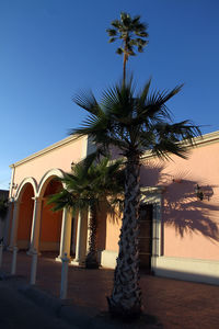 Low angle view of palm tree against building