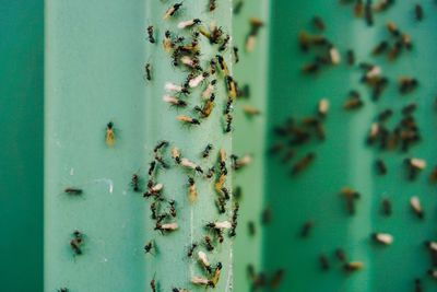 Close-up of ants