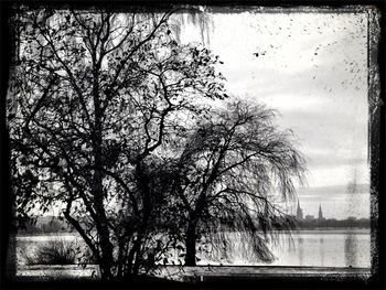 Bare trees by lake