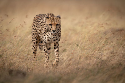 Cheetah walking on field