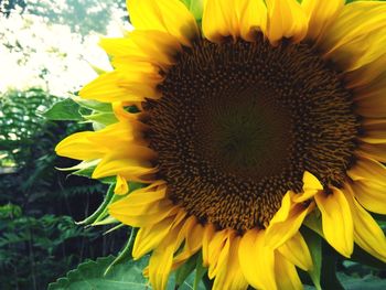 Close-up of sunflower