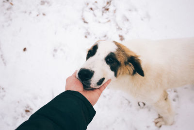 Close-up of hand holding dog in snow