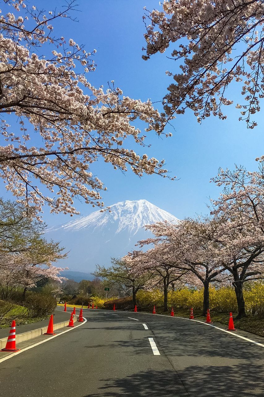 LOW ANGLE VIEW OF CHERRY BLOSSOM TREE BY ROAD