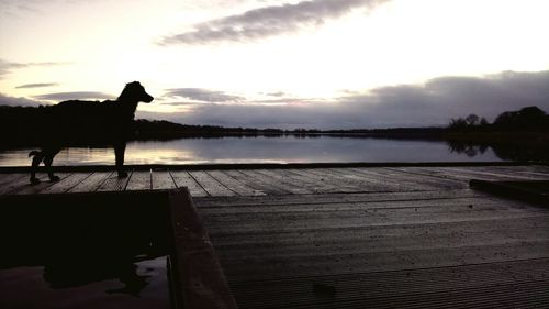 Silhouette dog by lake against sky during sunset