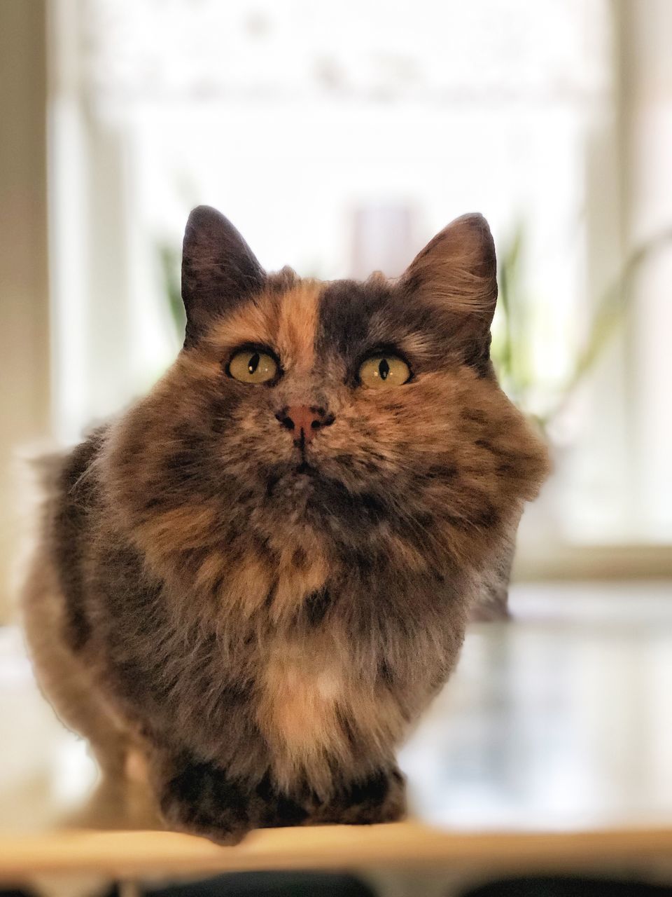 PORTRAIT OF CAT SITTING ON FLOOR