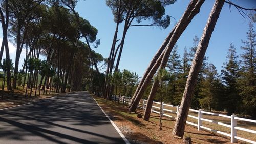 Road amidst trees in forest against sky