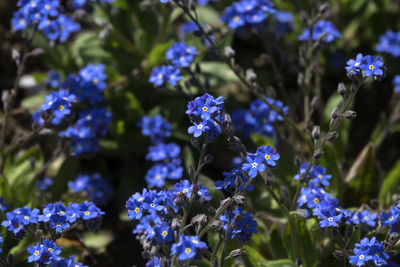 Close-up of forget-me-not flowers blooming outdoors